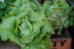 lettuce-turn-red