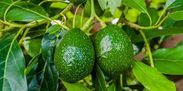 long-take-grow-avocado