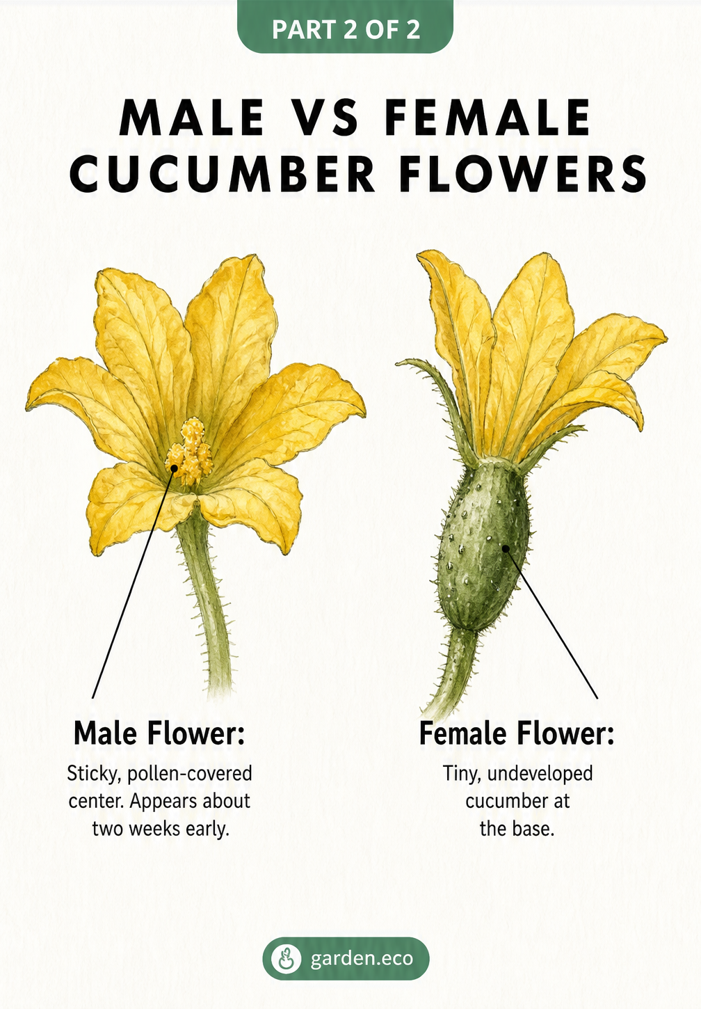 Watercolor illustration comparing a male cucumber flower with a pollen center to a female cucumber flower with a tiny fruit at the base.