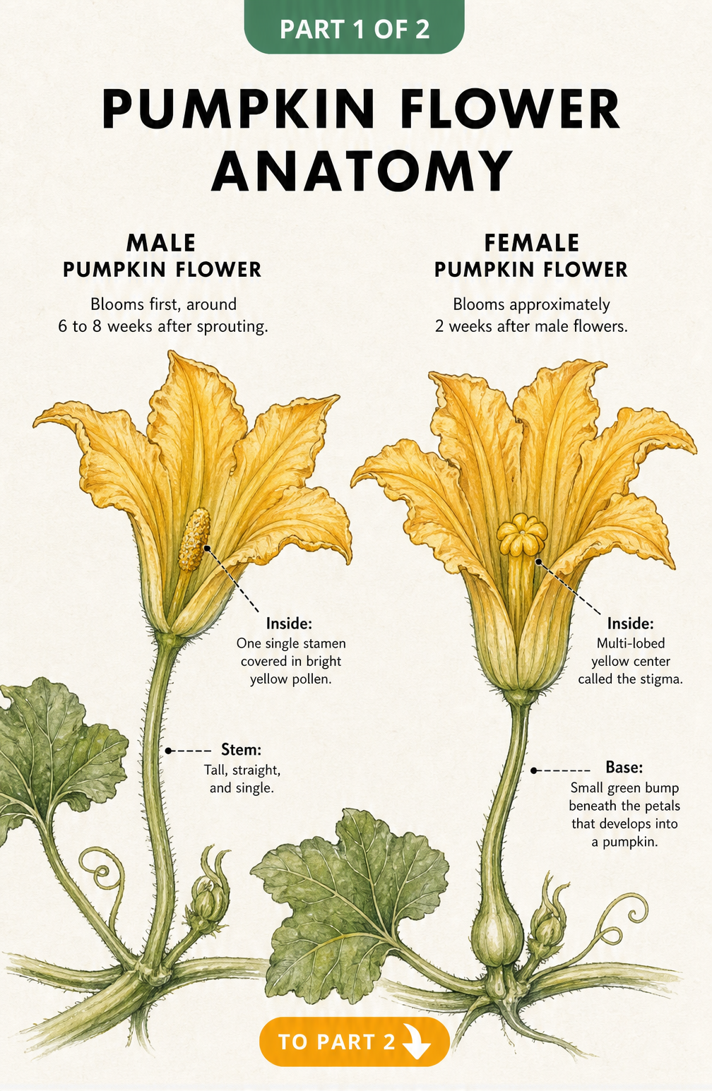 Watercolor illustration comparing the anatomy of male and female pumpkin flowers, showing the stamen and stigma.