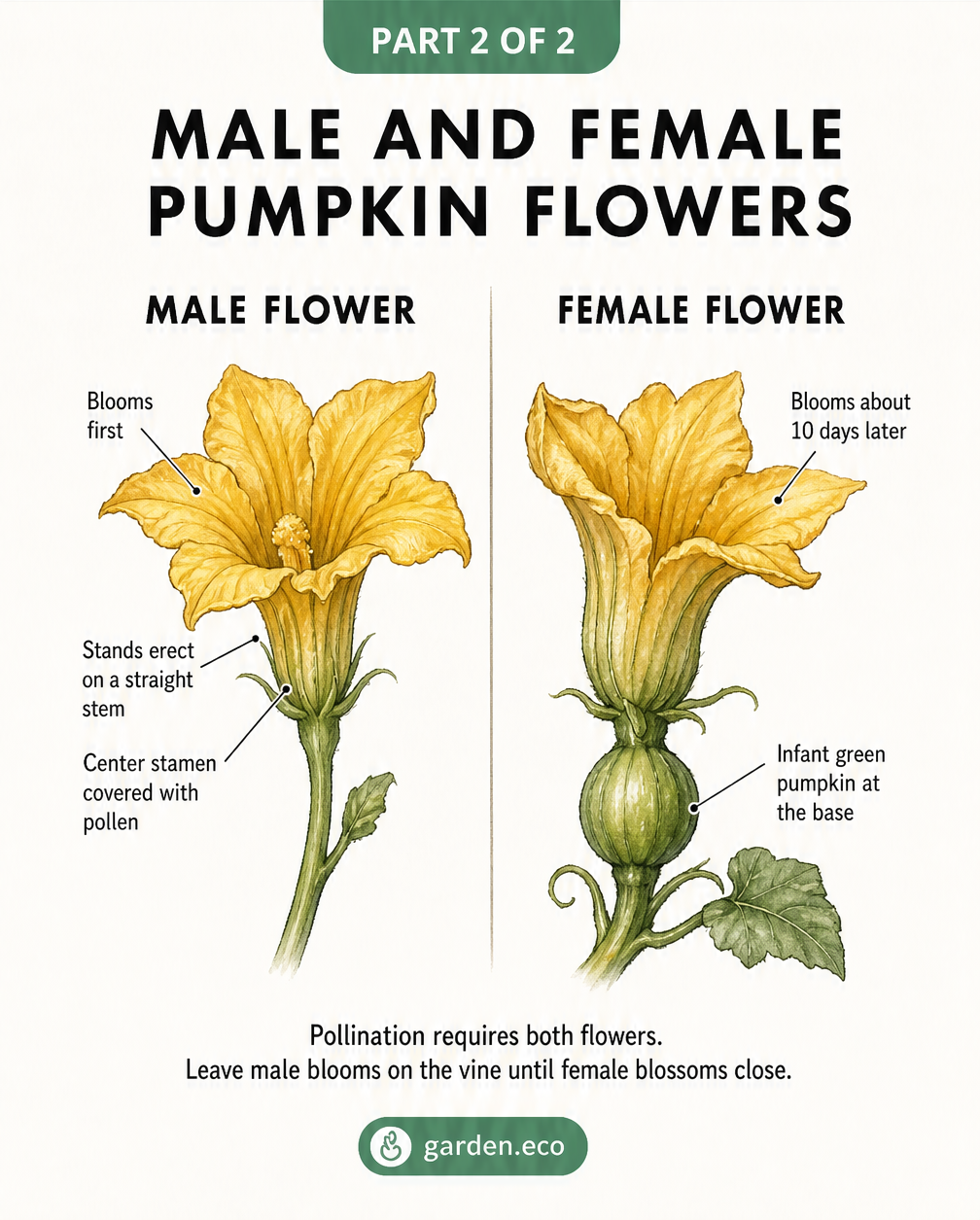 Detailed botanical drawing comparing male and female pumpkin flowers for easy identification