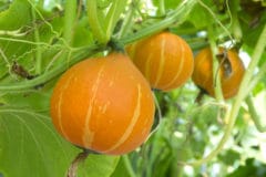 many-pumpkins-per-plant