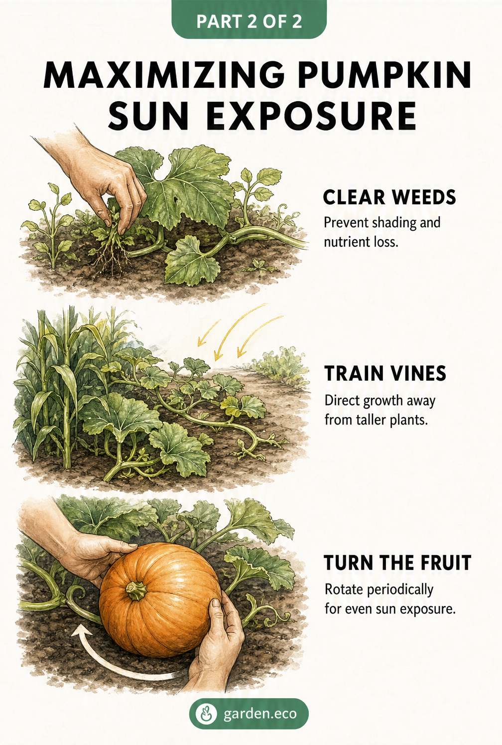 Illustration showing how to maximize sun exposure for pumpkins by clearing weeds, training vines, and turning the fruit