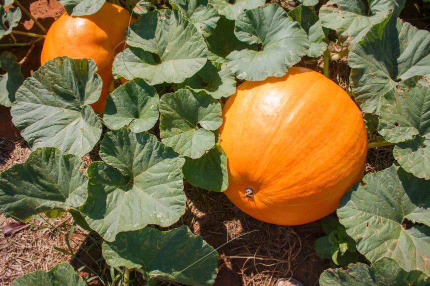 Pumpkin Beetle » Top Tips on Identification & Control