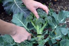 picking-heads-shoots-broccoli-plants