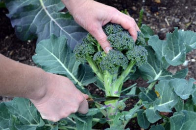 picking-heads-shoots-broccoli-plants