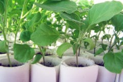 plant-eggplant-seedlings