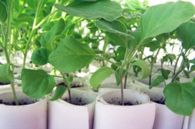 plant-eggplant-seedlings