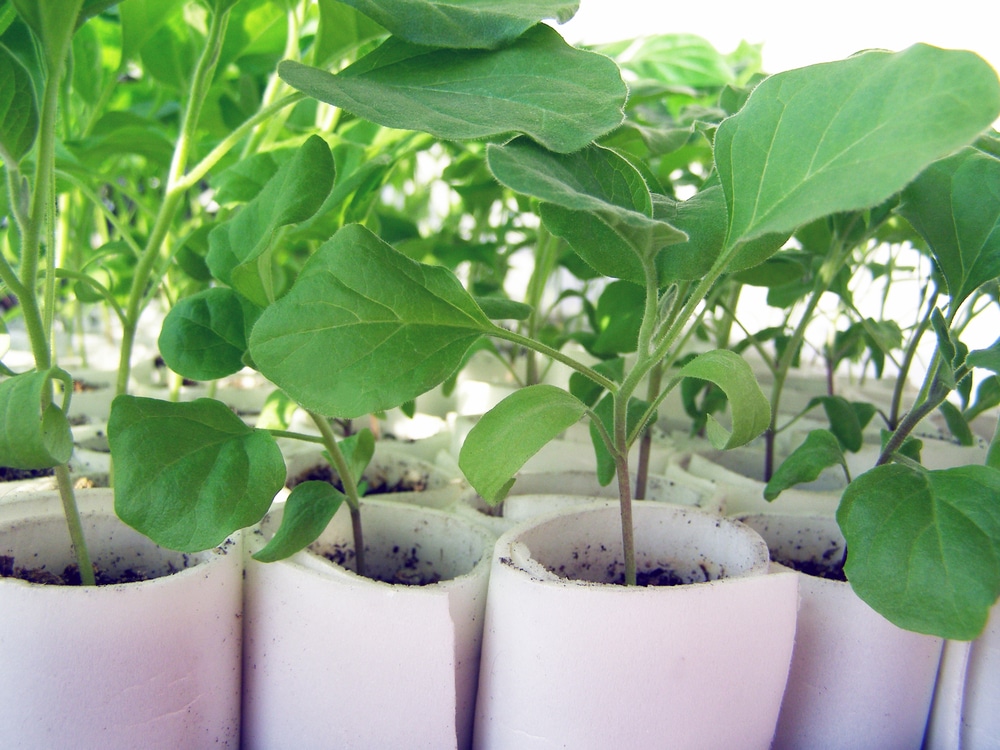 Plant Your Eggplant Seedlings with These Top Tips