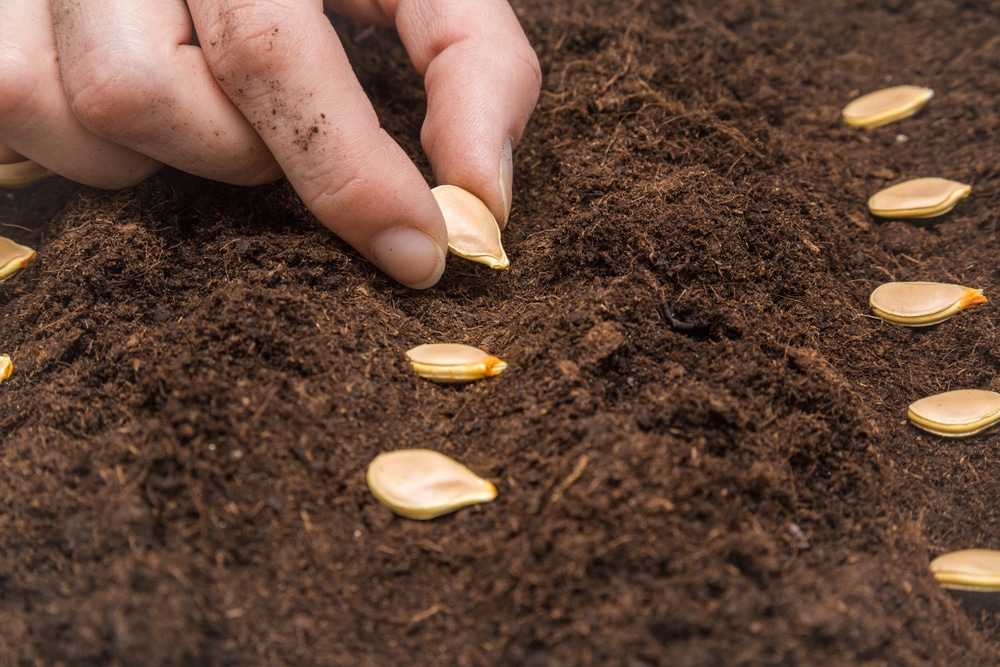 Planting Pumpkin Seeds & Top Tips on How