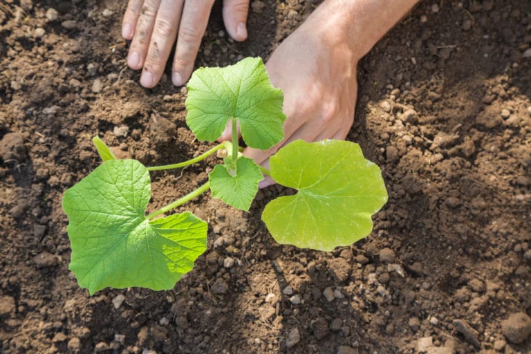 Pumpkins in Ohio & How to Plant Like a Pro