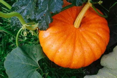 plant-pumpkins-texas