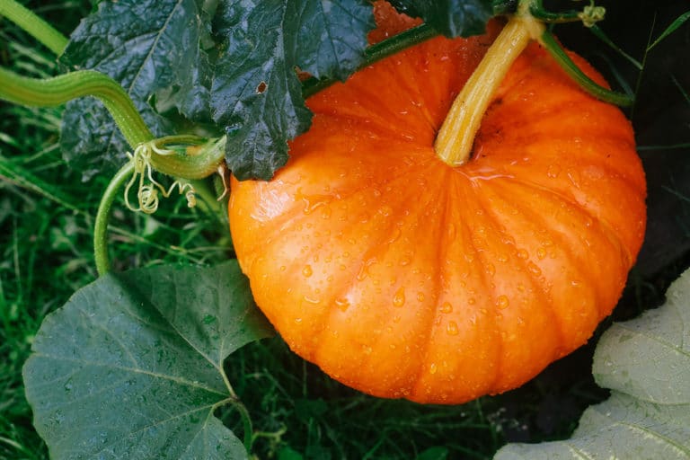 Pumpkin Beetle » Top Tips on Identification & Control