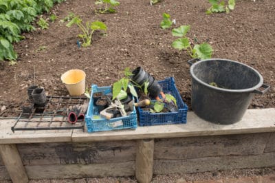 plant-winter-squash