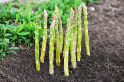 planting-growing-asparagus-bed-crowns