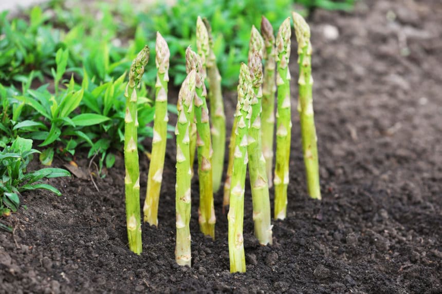 Asparagus Crowns and How to Grow to Perfection