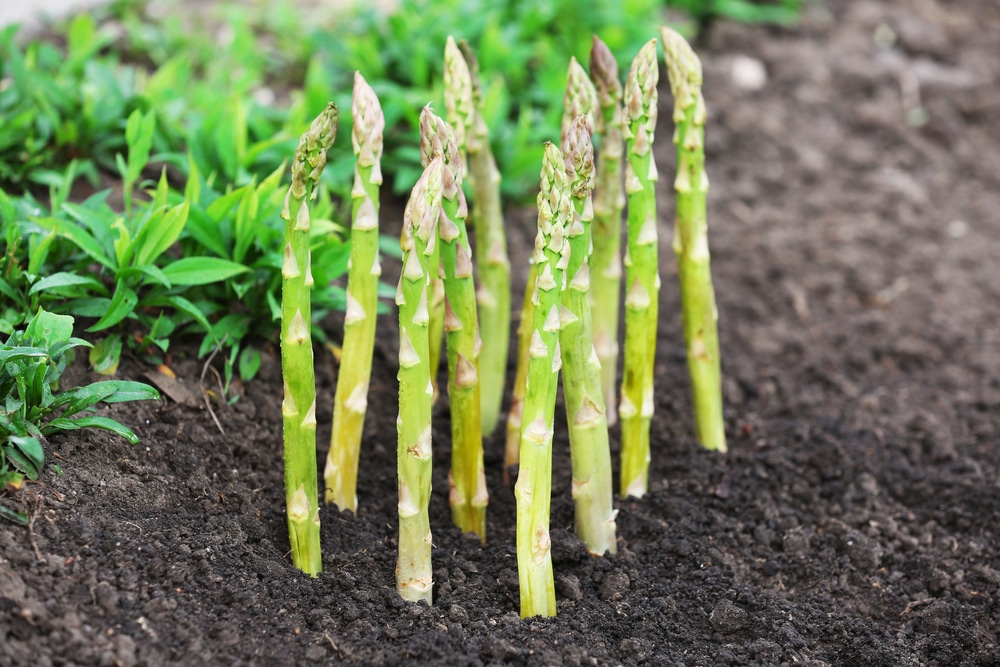 Résultat de recherche d'images pour "asparagus roots"