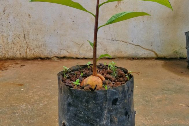 Avocado Trees & How Long to Grow a Mature Tree
