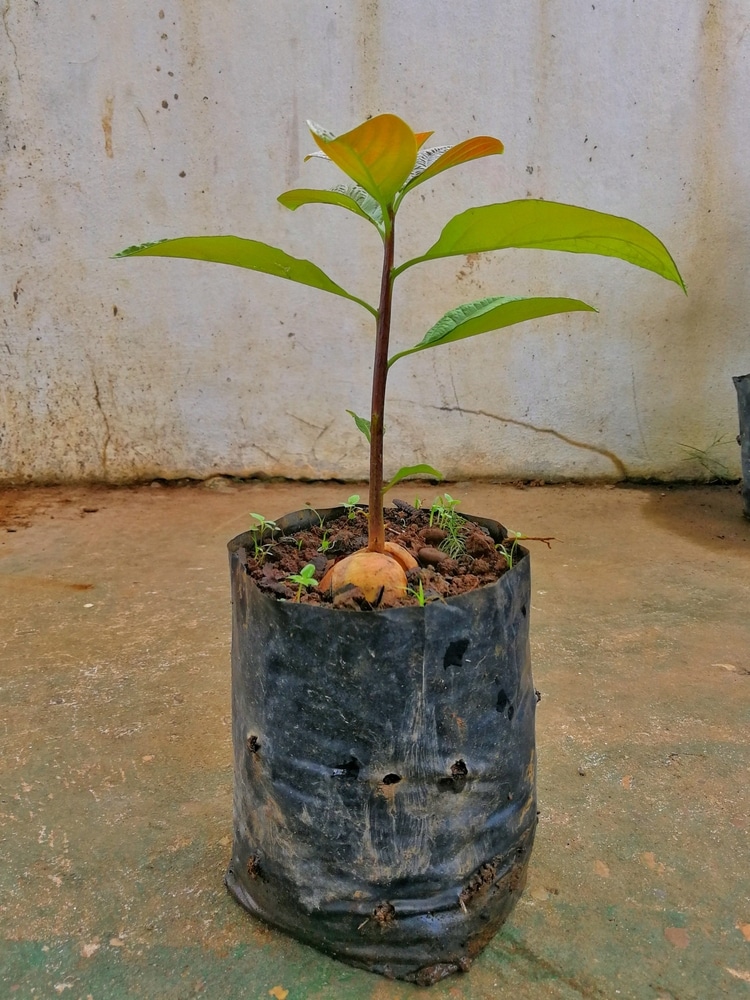 Growing Potted Avocado Trees » Top Tips For Success