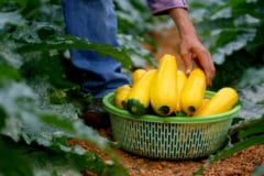 prime-time-pick-summer-squash