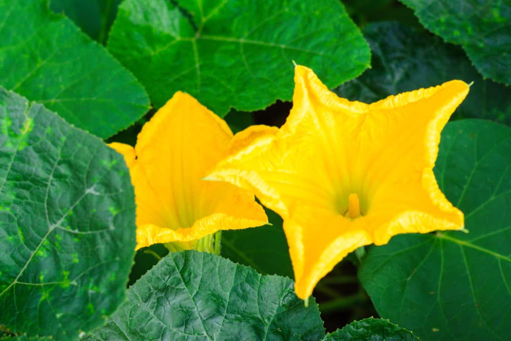 From Bud To Bloom Mastering The Stages Of Female Pumpkin Flowers - dvd3dli