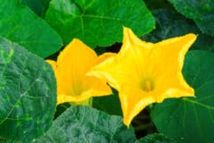 pumpkin-flower