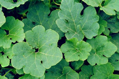 pumpkin-leaves