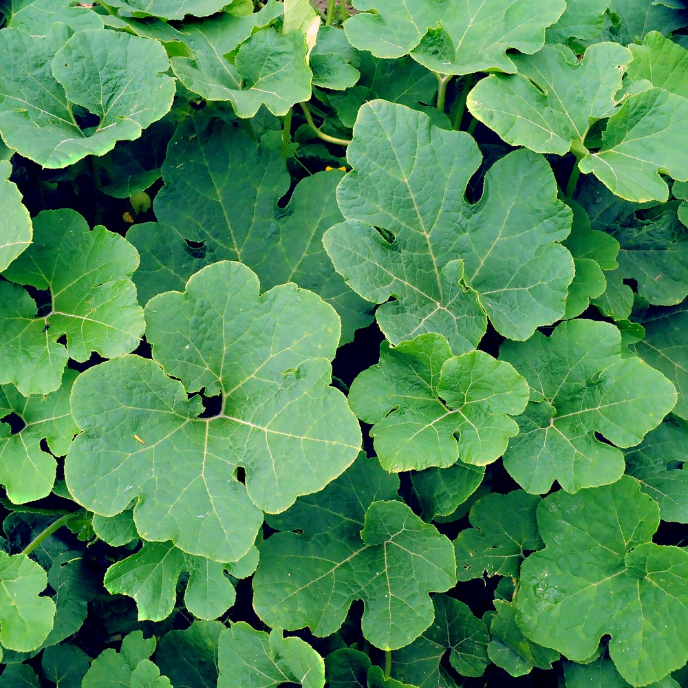 pumpkin-leaves-much-more-than-just-foliage