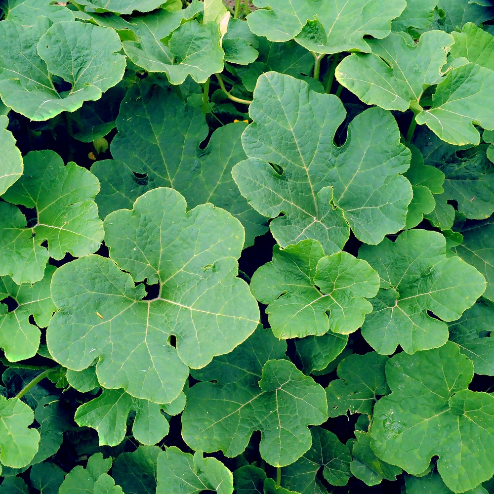 Pumpkin Leaves Much More Than Just Foliage pumpkin-leaves-much-more-than-just-foliage