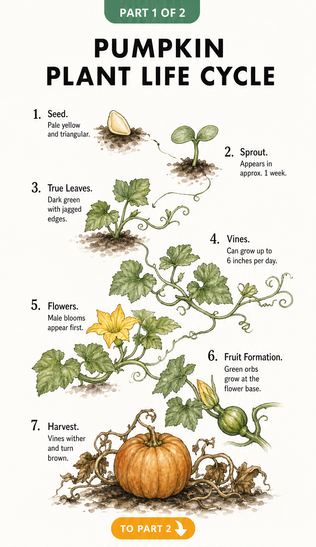 Botanical illustration showing the seven growth stages of a pumpkin plant from seed to harvest