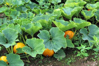 pumpkin-vines