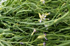 radish-pods