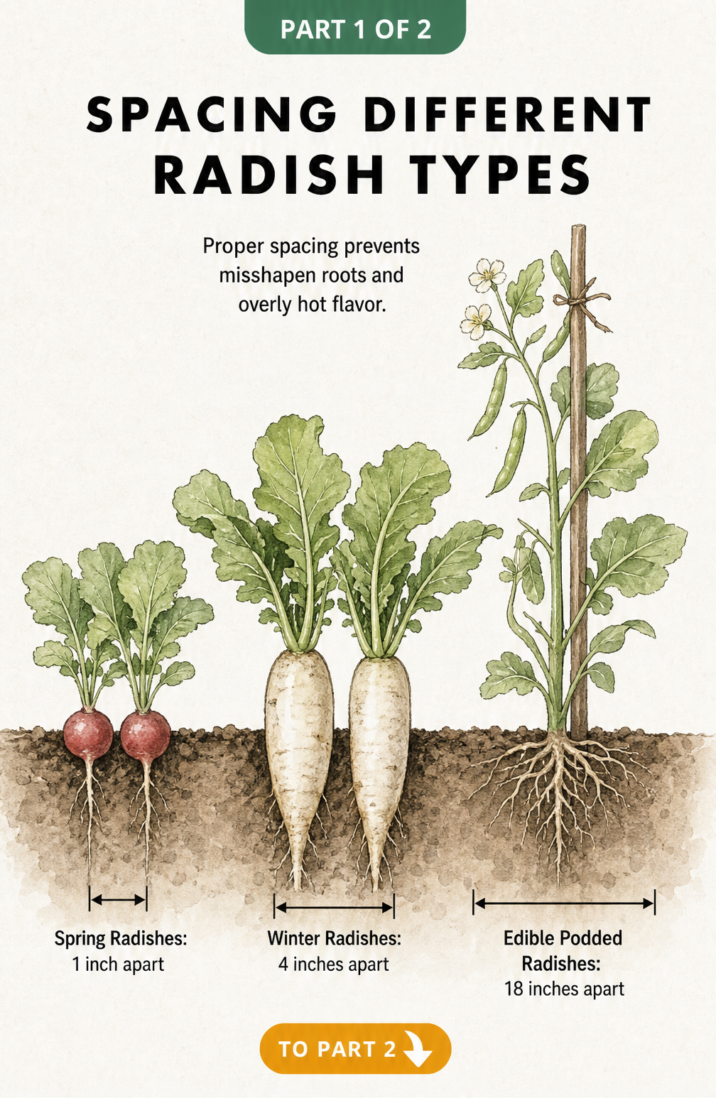 Illustration showing proper spacing for spring, winter, and edible podded radishes in the garden.