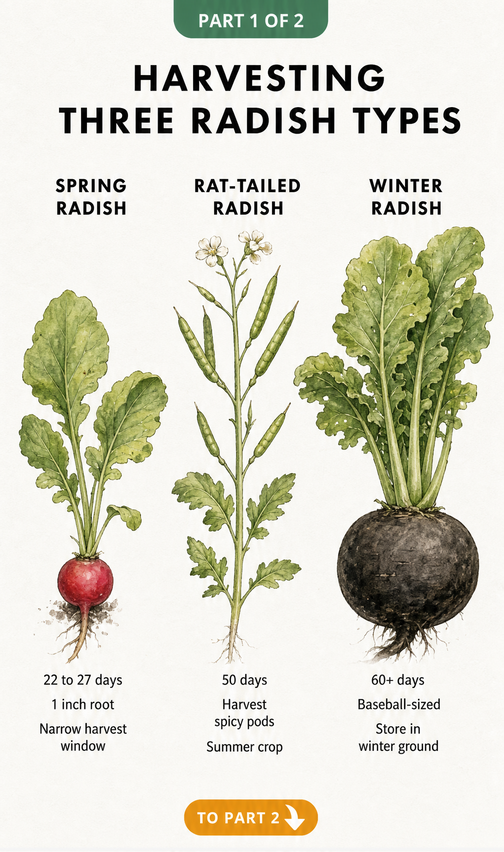 Botanical illustrations of spring, rat-tailed, and winter radishes showing harvest times and sizes