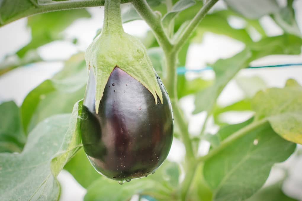 Why Is My Eggplant Going Yellow at Robert Vogt blog