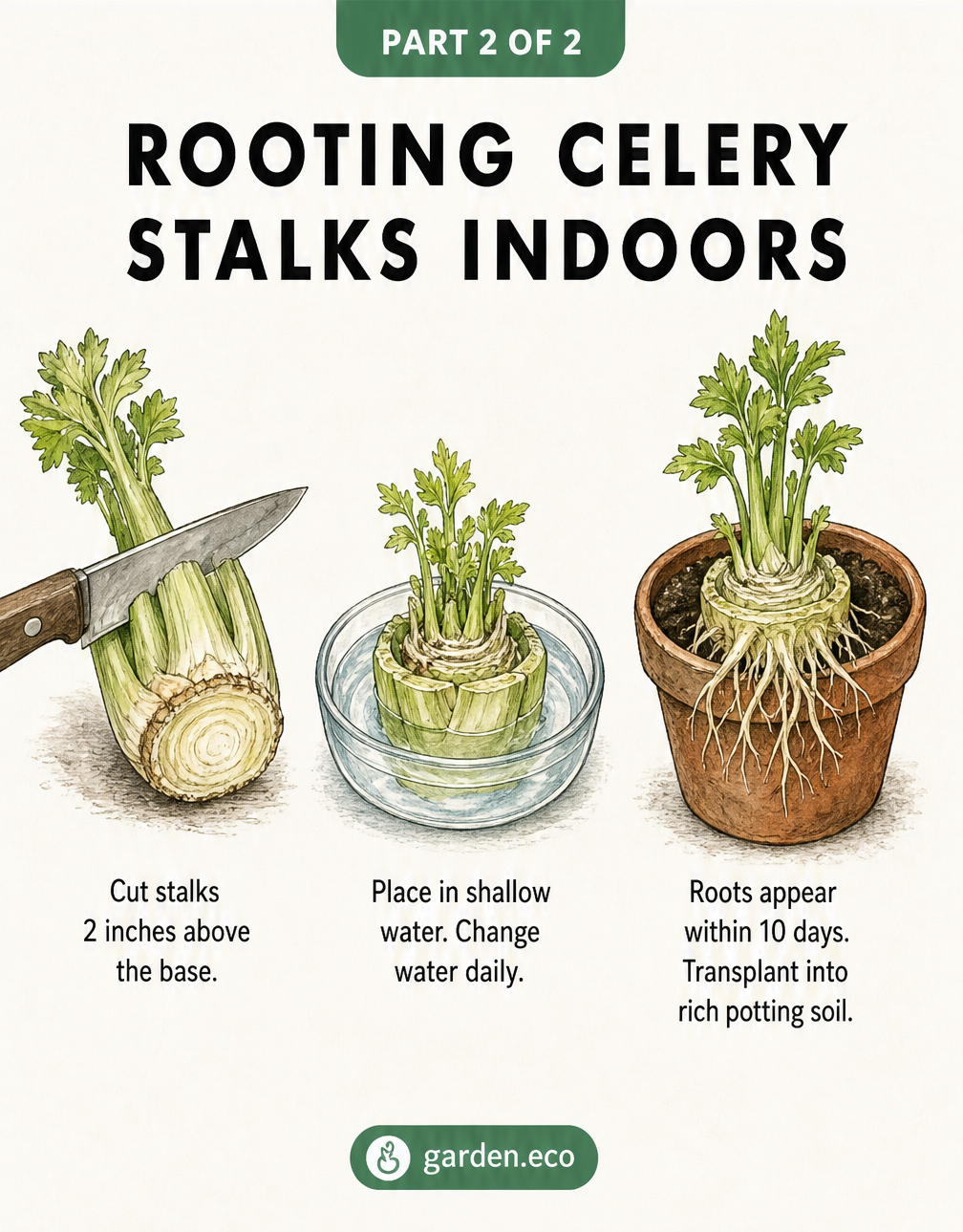 Three-step illustration showing how to cut a celery stalk, place it in water to sprout, and transplant it into soil