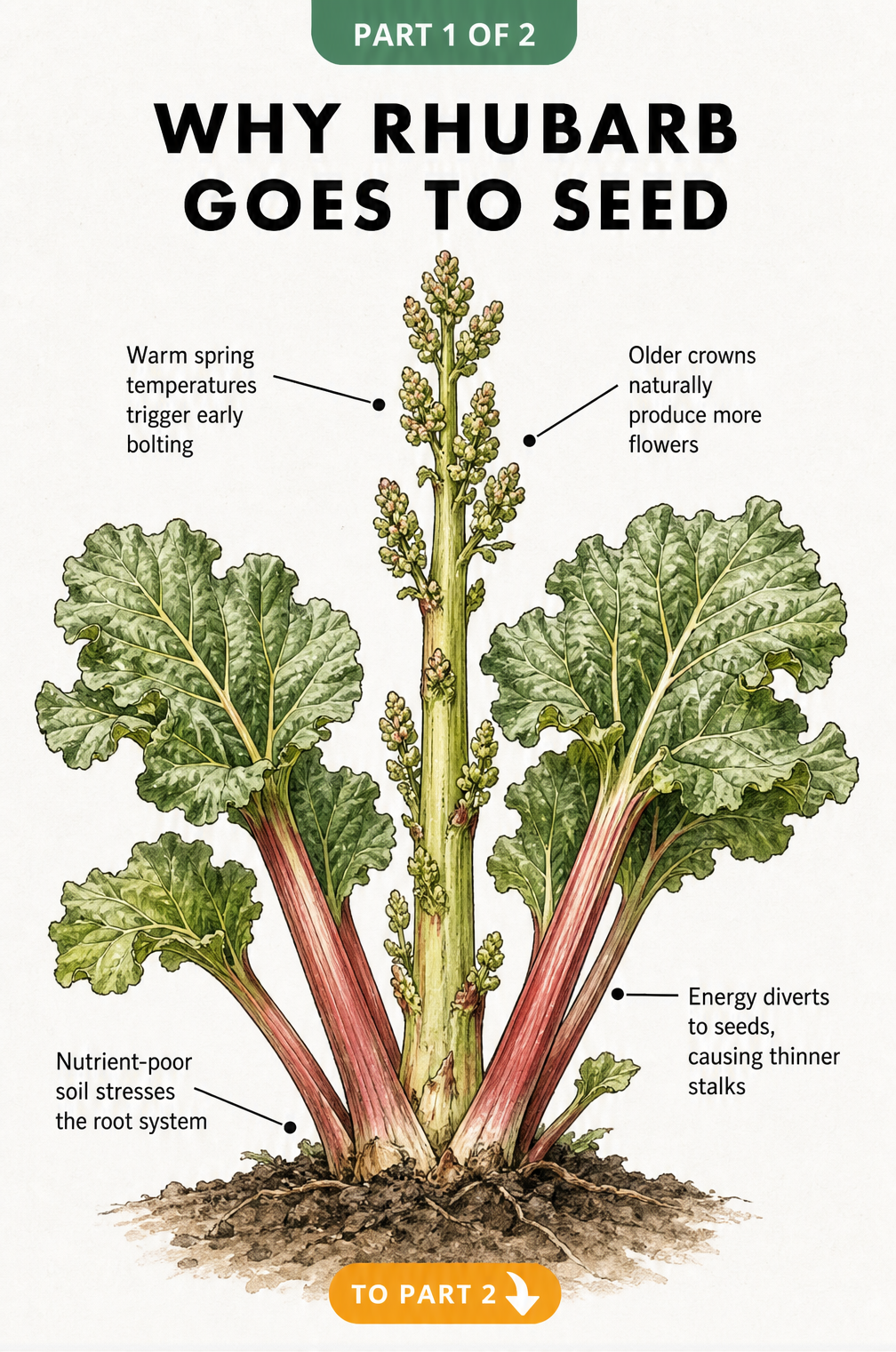 Botanical illustration showing a rhubarb plant with a thick seed pod emerging from the center, surrounded by red stalks and green leaves.