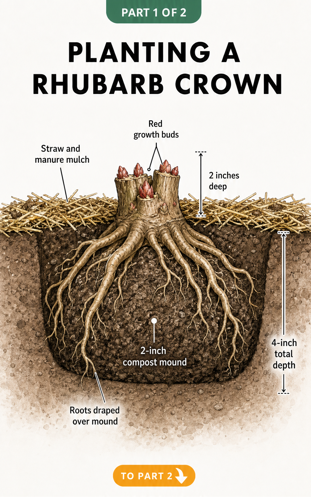 Botanical illustration showing a rhubarb crown planted 2 inches deep on a compost mound with roots draped over the sides.