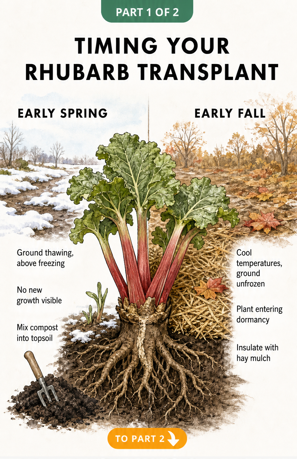Illustration showing early spring and early fall conditions for transplanting rhubarb root crowns