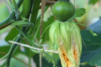 Pumpkin Growth Stages  