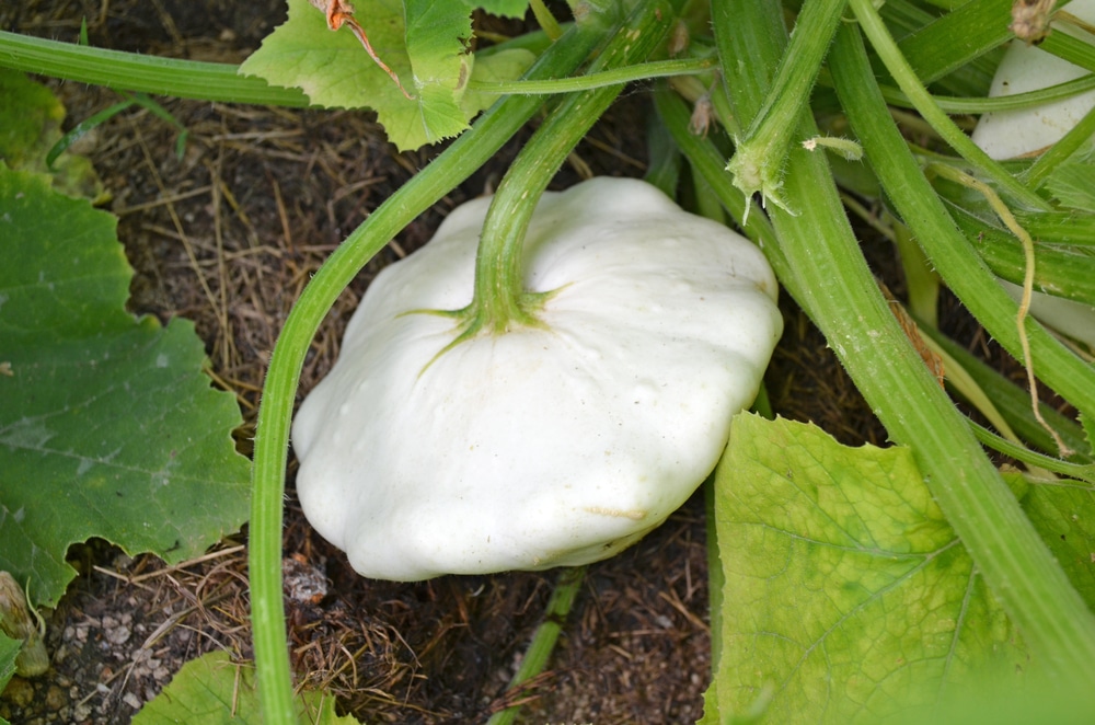 White Squash Pale In Color But Bursting With Flavor,Perennial Flowers