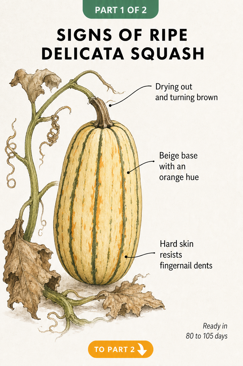 Botanical illustration showing signs of a ripe delicata squash including a beige base with an orange hue and hard skin.