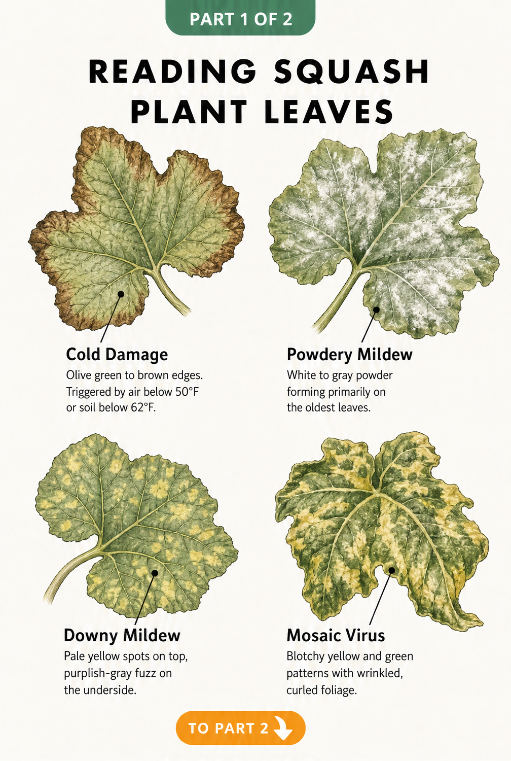 Botanical illustration showing four common squash leaf problems: cold damage, powdery mildew, downy mildew, and mosaic virus.