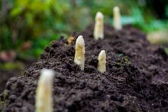 start-asparagus-bed