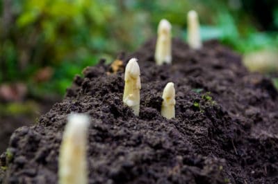 start-asparagus-bed