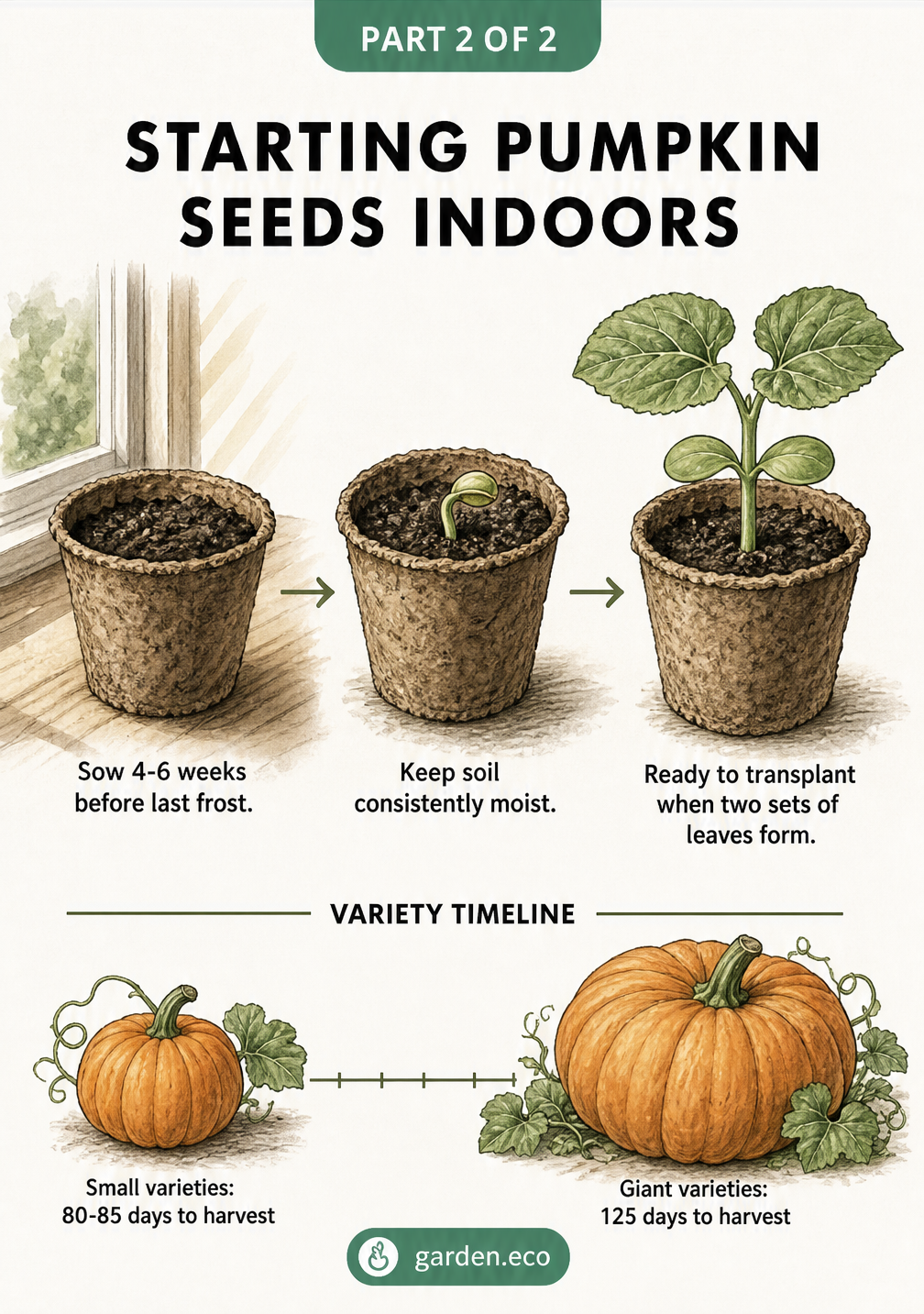 Illustration showing the process of starting pumpkin seeds indoors in peat pots, from sowing to a seedling with two sets of leaves ready for transplanting.