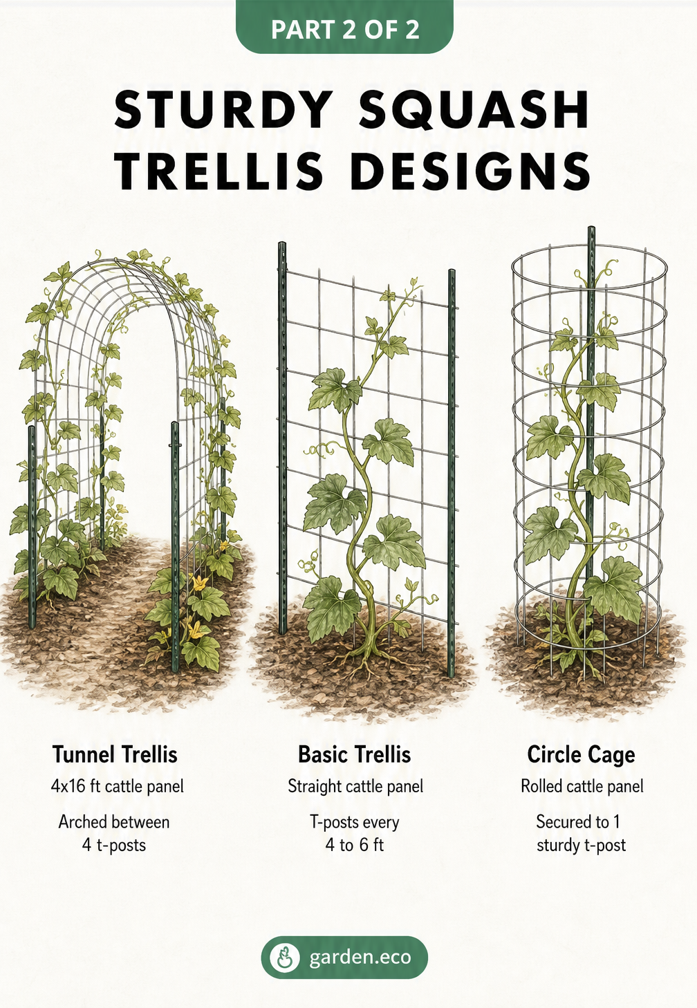 Three sturdy squash trellis designs using cattle panels and t-posts: a tunnel trellis, a basic straight trellis, and a circle cage.