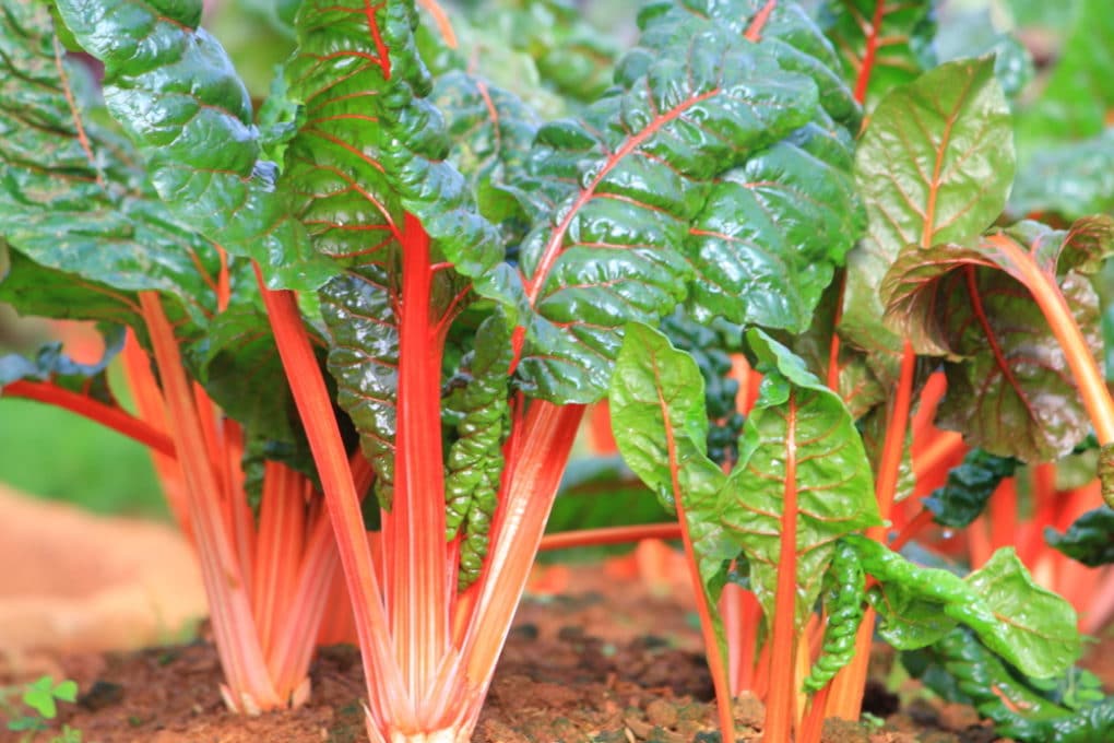 When to Plant Swiss Chard » Lover of All Seasons