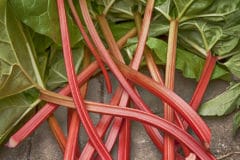 tell-rhubarb-ripe