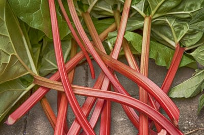 tell-rhubarb-ripe